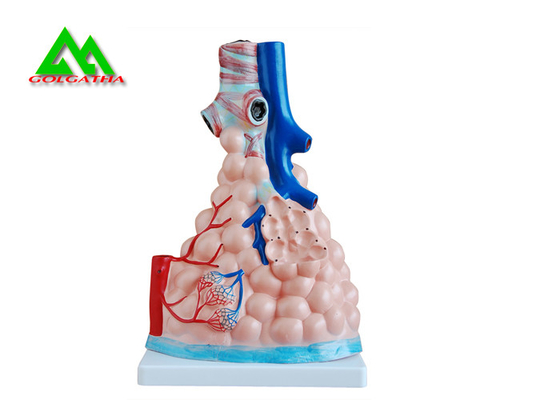 China La enseñanza médica profesional modela el modelo humano del pulmón 3D tamaño natural proveedor