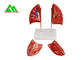 La enseñanza médica profesional modela el modelo humano del pulmón 3D tamaño natural proveedor